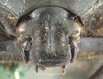 Media type: image;   Entomology 24875 Aspect: head frontal view